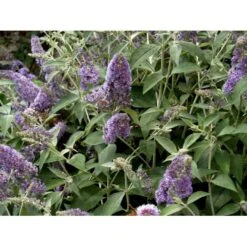 Sommerfuglebusk 'Lochinch' Buddleja Davidii 'Lochinch' 3,5 Liter Potte -Osmo Salgsbutik mi14629 buddleia davidii lochinch d1bf
