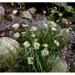 Snefrytle Luzula Nivea Plugs I Bakke -Osmo Salgsbutik mi1477 luzula nivea 449e