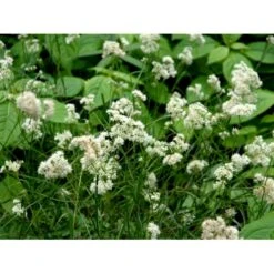 Snefrytle Luzula Nivea Plugs I Bakke -Osmo Salgsbutik mi1477 luzula nivea 52df