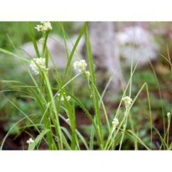 Snefrytle Luzula Nivea Plugs I Bakke -Osmo Salgsbutik mi1477 luzula nivea d8c7