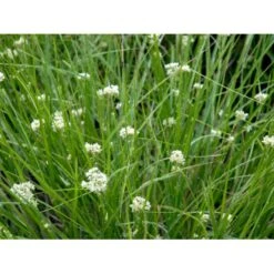 Snefrytle Luzula Nivea Plugs I Bakke -Osmo Salgsbutik mi1477 luzula nivea dbdf