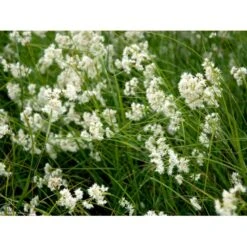 Snefrytle Luzula Nivea Plugs I Bakke -Osmo Salgsbutik mi1477 luzula nivea f503