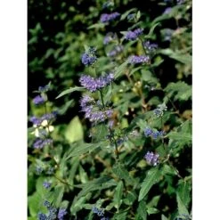 Blåskæg 'Heavenly Blue' Caryopteris Clandonensis 'Heavenly Blue' Potte 2,0 Liter,- 30-40 Cm. -Osmo Salgsbutik mi14794 caryopteris clandon heavenly blue 3bc9