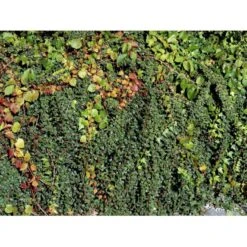 Dværgmispel 'Winter Jewel' Cotoneaster Dammeri 'Winter Jewel' Opstammet 60 Cm. Med Potte -Osmo Salgsbutik mi14920 cotoneaster dammeri winter juwel d719