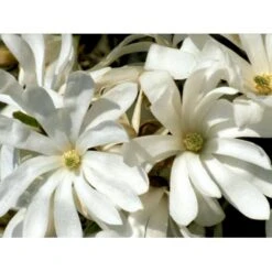 Stjernemagnolie Magnolia Stellata Potte 2,0 Liter,- 40-60 Cm. -Osmo Salgsbutik mi1498 magnolia stellata 889b