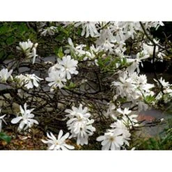 Stjernemagnolie Magnolia Stellata Potte 2,0 Liter,- 40-60 Cm. -Osmo Salgsbutik mi1498 magnolia stellata fae6