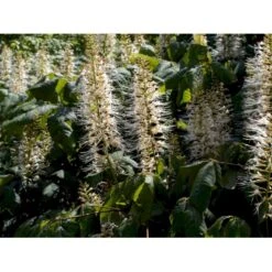 Busk-Hestekastanie Aesculus Parviflora Solitær Busk 100-125 Cm. Høj,- 60-100 Cm. Bred. -Osmo Salgsbutik mi149 aesculus parviflora 6458