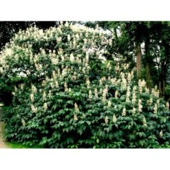 Busk-Hestekastanie Aesculus Parviflora Solitær Busk 100-125 Cm. Høj,- 60-100 Cm. Bred. -Osmo Salgsbutik mi149 aesculus parviflora d797