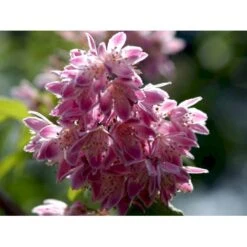 Stjernetop 'Strawberry Fields' Deutzia Gracilis 'Strawberry Fields' Potte 6,5 Liter 60-80 Cm. -Osmo Salgsbutik mi15006 deutzia x hybrida strawberry fields 661e