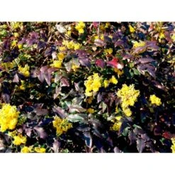 Mahonia Aquifolium 'Maqu' Mahonie 'Maqu' Med Klump,- 50-60 Cm. 9 Mahonia Aquifolium 'Maqu' Mahonie 'Maqu' Med Klump,- 50-60 Cm. -Osmo Salgsbutik mi1513 mahonia aquifolium maqu 0bcf