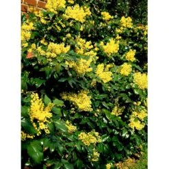 Mahonia Aquifolium 'Maqu' Mahonie 'Maqu' Med Klump,- 50-60 Cm. 7 Mahonia Aquifolium 'Maqu' Mahonie 'Maqu' Med Klump,- 50-60 Cm. -Osmo Salgsbutik mi1513 mahonia aquifolium maqu b904