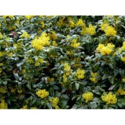 Mahonia Aquifolium 'Maqu' Mahonie 'Maqu' Med Klump,- 50-60 Cm. 8 Mahonia Aquifolium 'Maqu' Mahonie 'Maqu' Med Klump,- 50-60 Cm. -Osmo Salgsbutik mi1513 mahonia aquifolium maqu d87d