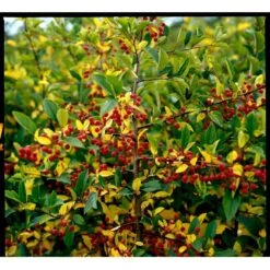 Sargentsæble Malus Sargentii Solitær Busk 150-200 Cm. - Med Klump -Osmo Salgsbutik mi1517 malus toringo var sargentii 42b8