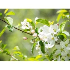 Sargentsæble Malus Sargentii Solitær Busk 150-200 Cm. - Med Klump -Osmo Salgsbutik mi1517 malus toringo var sargentii bd27