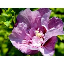 Syrisk Rose 'Lavender Chiffon' (R) Hibiscus Syriacus 'Lavender Chiffon' (r) 5 Liter Potte -Osmo Salgsbutik mi15312 hibiscus syriacus lavender chiffon 7038