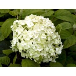 Træagtig Hortensia 'Incrediball'® Hydrangea Arborescens 'Incrediball'® 5 Liter Potte -Osmo Salgsbutik mi15333 hydrangea arborescens incrediball r c400