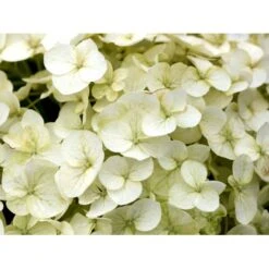 Træagtig Hortensia 'Incrediball'® Hydrangea Arborescens 'Incrediball'® 5 Liter Potte -Osmo Salgsbutik mi15333 hydrangea arborescens incrediball r c85d