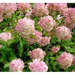 Syrén-Hortensia 'Vanille Fraise' Hydrangea Paniculata 'Vanille Fraise' Opstammet 90 Cm. 7,5 Liter Potte -Osmo Salgsbutik mi15446 hydrangea pan vanille fraise r renhy d769