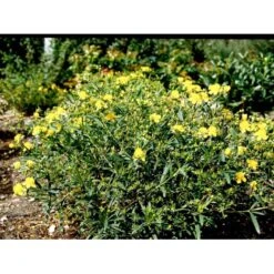 Perikon 'Gemo' Hypericum Erectum 'Gemo' 3,5 Liter Potte, Nordic -Osmo Salgsbutik mi15501 hypericum kalmianum gemo b0c8