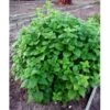 Citronmelisse Melissa Officinalis 1 Liter Potte