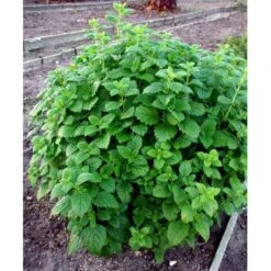 Citronmelisse Melissa Officinalis 1 Liter Potte