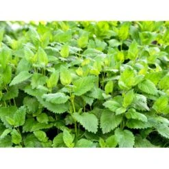 Citronmelisse Melissa Officinalis 1 Liter Potte -Osmo Salgsbutik mi1553 citronmelisse 75d7