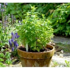 Grøn Mynte Mentha Spicata 1 Liter Potte -Osmo Salgsbutik mi1561 mentha spicata 2615