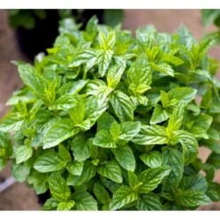 Grøn Mynte Mentha Spicata 1 Liter Potte -Osmo Salgsbutik mi1561 mentha spicata b7de