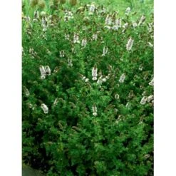 Grøn Mynte Mentha Spicata 1 Liter Potte -Osmo Salgsbutik mi1561 mentha spicata c082