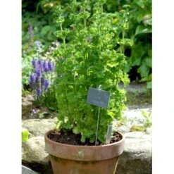 Krusemynte Mentha Spicata 'Crispa' 1 Liter Potte -Osmo Salgsbutik mi1563 mentha spicata crispa 9a43