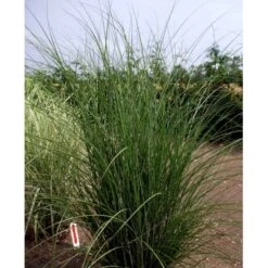 Smalbladet Elefantgræs 'Gracillimus' Miscanthus Sinensis 'Gracillimus' Potte 2 Liter. -Osmo Salgsbutik mi1577 miscanthus sinensis gracillimus 2016