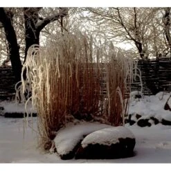 Smalbladet Elefantgræs 'Gracillimus' Miscanthus Sinensis 'Gracillimus' Potte 2 Liter. -Osmo Salgsbutik mi1577 miscanthus sinensis gracillimus d608