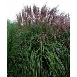 Elefantgræs 'Malepartus' Miscanthus Sinensis 'Malepartus' 3,0 Liter Potte -Osmo Salgsbutik mi1578 miscanthus sinensis malepartus 50f2