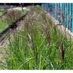 Elefantgræs 'Malepartus' Miscanthus Sinensis 'Malepartus' 3,0 Liter Potte -Osmo Salgsbutik mi1578 miscanthus sinensis malepartus fe5b