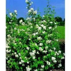 Uægte Jasmin 'Schneesturm' Philadelphus Virginalis 'Schneesturm' Med Klump,- 150-175 Cm. -Osmo Salgsbutik mi15797 philadelphus virgina schneesturm 767a