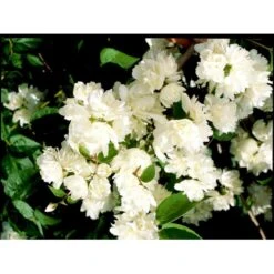 Uægte Jasmin 'Schneesturm' Philadelphus Virginalis 'Schneesturm' Med Klump,- 150-175 Cm. -Osmo Salgsbutik mi15797 philadelphus virgina schneesturm a48f