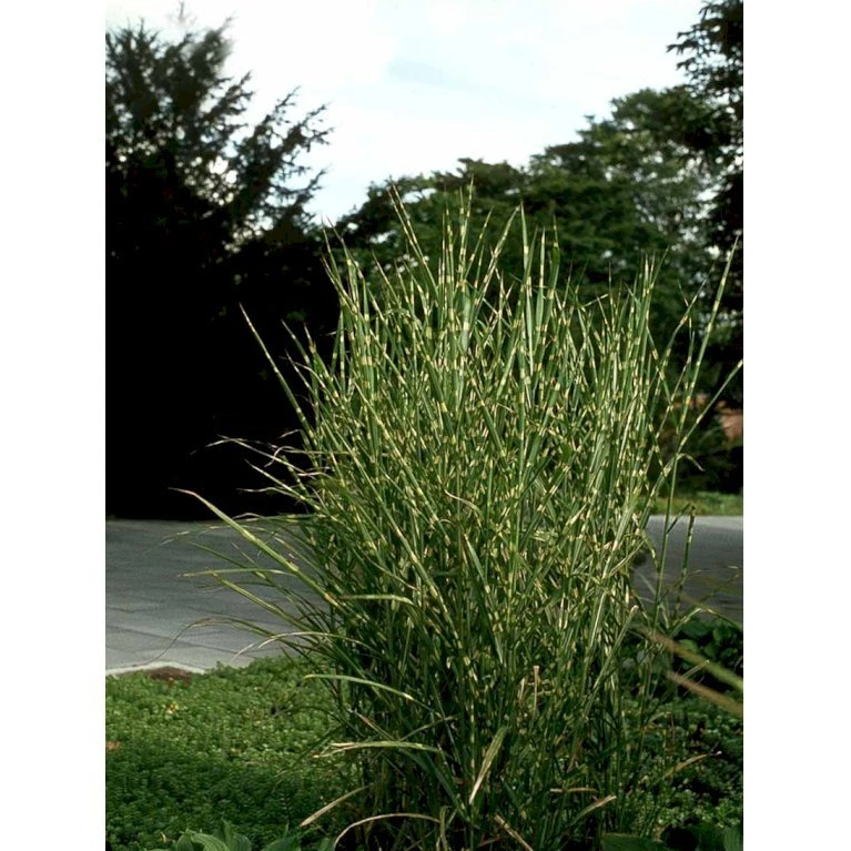 Zebragræs 'Strictus' Miscanthus Sinensis 'Strictus' Potte 2 Liter. 5 Zebragræs 'Strictus' Miscanthus Sinensis 'Strictus' Potte 2 Liter. - Billede 5