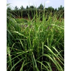 Zebragræs 'Strictus' Miscanthus Sinensis 'Strictus' Potte 2 Liter. 7 Zebragræs 'Strictus' Miscanthus Sinensis 'Strictus' Potte 2 Liter. -Osmo Salgsbutik mi1579 miscanthus sinensis strictus 3167