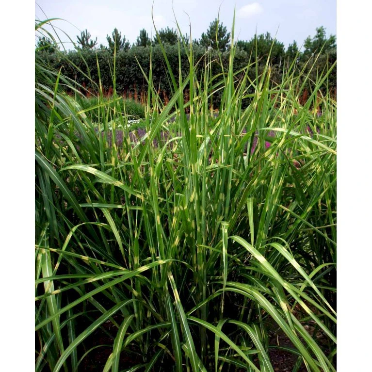 Zebragræs 'Strictus' Miscanthus Sinensis 'Strictus' Potte 2 Liter. 3 Zebragræs 'Strictus' Miscanthus Sinensis 'Strictus' Potte 2 Liter. - Billede 3