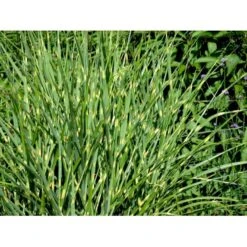 Zebragræs 'Strictus' Miscanthus Sinensis 'Strictus' Potte 2 Liter. 8 Zebragræs 'Strictus' Miscanthus Sinensis 'Strictus' Potte 2 Liter. -Osmo Salgsbutik mi1579 miscanthus sinensis strictus a67a