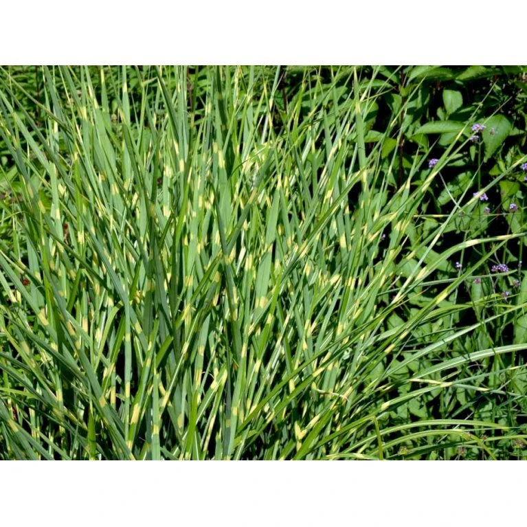 Zebragræs 'Strictus' Miscanthus Sinensis 'Strictus' Potte 2 Liter. 4 Zebragræs 'Strictus' Miscanthus Sinensis 'Strictus' Potte 2 Liter. - Billede 4