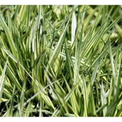 Blåtop 'Variegata' Molinia Caerulea 'Variegata' Potte 2 Liter. -Osmo Salgsbutik mi1580 molinia caerulea variegata 885d