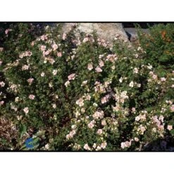 Buskpotentil 'Pink Queen' Potentilla Fruticosa 'Pink Queen' Potte 2,0 Liter,- 25-30 Cm. -Osmo Salgsbutik mi15935 potentilla fruticosa pink queen b5e9