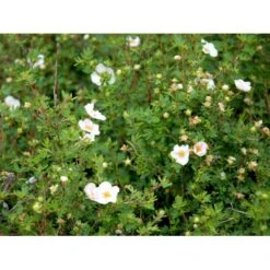 Buskpotentil 'Pink Queen' Potentilla Fruticosa 'Pink Queen' Potte 2,0 Liter,- 25-30 Cm. -Osmo Salgsbutik mi15935 potentilla fruticosa pink queen fa78