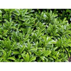 Krybende Kirsebærlaurbær Prunus Laurocerasus 'Mount Vernon' 5 Liter Potte 40-60 Cm -Osmo Salgsbutik mi15976 prunus laurocerasus lucitanica 709b