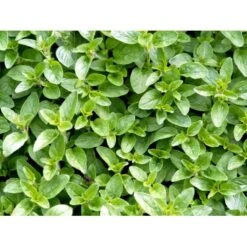 Oregano Origanum Vulgare 1 Liter Potte -Osmo Salgsbutik mi1602 origanum vulgare 651f