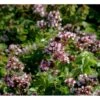 Oregano Origanum Vulgare 1 Liter Potte