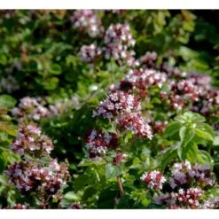 Oregano Origanum Vulgare 1 Liter Potte