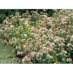 Oregano Origanum Vulgare 1 Liter Potte -Osmo Salgsbutik mi1602 origanum vulgare a1a4