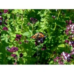 Oregano Origanum Vulgare 1 Liter Potte -Osmo Salgsbutik mi1602 origanum vulgare c061